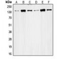 LifeSab™ RAD50 Rabbit pAb (50 µl)