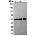 LifeSab™ G3BP1 Rabbit pAb (50 µl)