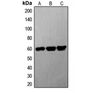 LifeSab™ G3BP1 Rabbit pAb (50 µl)