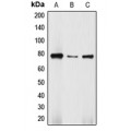 LifeSab™ DBF4 Rabbit pAb (50 µl)