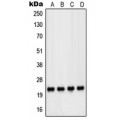 LifeSab™ DJ-1 Rabbit pAb (50 µl)