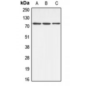 LifeSab™ ABCB10 Rabbit pAb (50 µl)