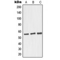 LifeSab™ GRASP55 Rabbit pAb (50 µl)