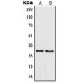 LifeSab™ MRPL15 Rabbit pAb (50 µl)