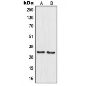 LifeSab™ MRPL15 Rabbit pAb (50 µl)