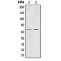 LifeSab™ CDC40 Rabbit pAb (50 µl)