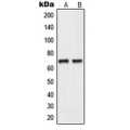 LifeSab™ NEIL3 Rabbit pAb (50 µl)