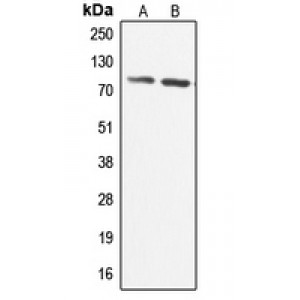 LifeSab™ CABC1 Rabbit pAb (50 µl)