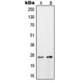 LifeSab™ OTUB2 Rabbit pAb (50 µl)