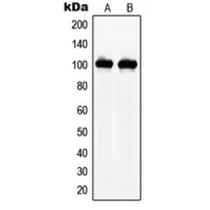 LifeSab™ NAA15 Rabbit pAb (50 µl)