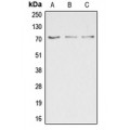 LifeSab™ DUSP16 Rabbit pAb (50 µl)