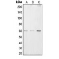LifeSab™ CSRNP2 Rabbit pAb (50 µl)