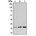 LifeSab™ DNAL1 Rabbit pAb (50 µl)
