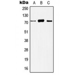 LifeSab™ Histone Deacetylase 10 Rabbit pAb (50 µl)