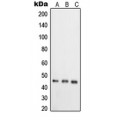 LifeSab™ RELT Rabbit pAb (50 µl)