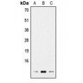 LifeSab™ Histone H4 Rabbit pAb (50 µl)