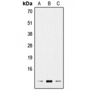 LifeSab™ Histone H4 Rabbit pAb (50 µl)