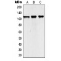 LifeSab™ NCOA7 Rabbit pAb (50 µl)