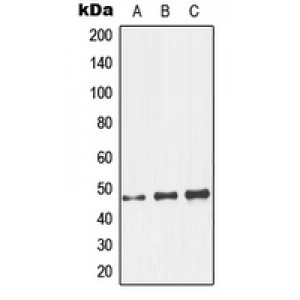 LifeSab™ GCNT7 Rabbit pAb (50 µl)