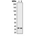 LifeSab™ PTGR2 Rabbit pAb (50 µl)