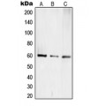 LifeSab™ TCEB3C Rabbit pAb (50 µl)