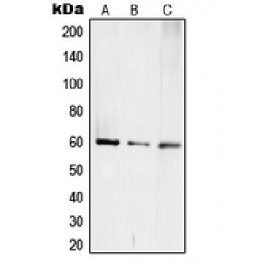 LifeSab™ TCEB3C Rabbit pAb (50 µl)