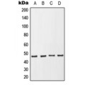 LifeSab™ p47 phox (pS370) Rabbit pAb (50 µl)