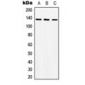 LifeSab™ ABL1 Rabbit pAb (50 µl)