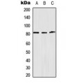 LifeSab™ Alpha-adducin Rabbit pAb (50 µl)