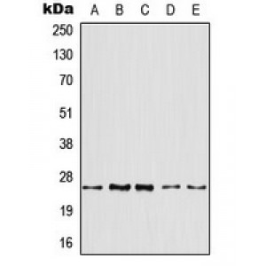 LifeSab™ ARF4 Rabbit pAb (50 µl)
