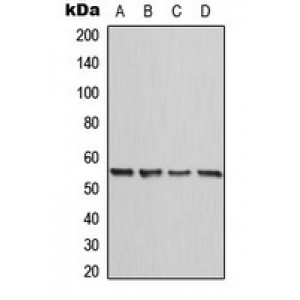 LifeSab™ Calreticulin Rabbit pAb (50 µl)