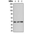 LifeSab™ Cyclin E1 Rabbit pAb (50 µl)