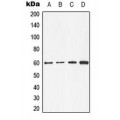LifeSab™ CDC25C Rabbit pAb (50 µl)