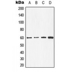 LifeSab™ CDC25C Rabbit pAb (50 µl)