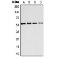 LifeSab™ ATF2 Rabbit pAb (50 µl)