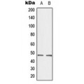 LifeSab™ CTBP2 Rabbit pAb (50 µl)
