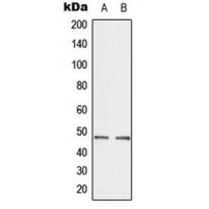 LifeSab™ CTBP2 Rabbit pAb (50 µl)