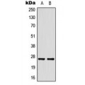 LifeSab™ HSP27 Rabbit pAb (50 µl)