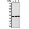 LifeSab™ Cytokeratin 8 Rabbit pAb (50 µl)