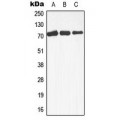 LifeSab™ MEKK3 Rabbit pAb (50 µl)