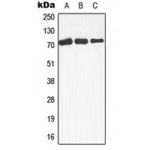 LifeSab™ MEKK3 Rabbit pAb (50 µl)