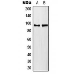 LifeSab™ PLA2G4A (pS505) Rabbit pAb (50 µl)