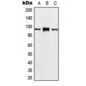 LifeSab™ PLA2G4A Rabbit pAb (50 µl)