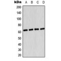 LifeSab™ AMPK alpha 1 (pS496) Rabbit pAb (50 µl)