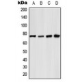 LifeSab™ NF-kappaB p65 (pS529) Rabbit pAb (50 µl)