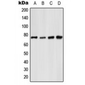 LifeSab™ NF-kappaB p65 (pS529) Rabbit pAb (50 µl)
