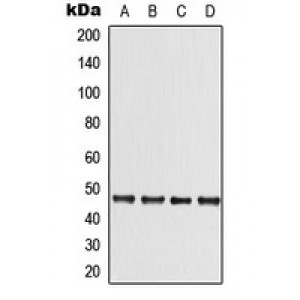 LifeSab™ LKB1 Rabbit pAb (50 µl)