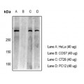 LifeSab™ 53BP1 Rabbit pAb (50 µl)