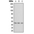 LifeSab™ ZNF174 Rabbit pAb (50 µl)