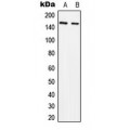 LifeSab™ SLK Rabbit pAb (50 µl)